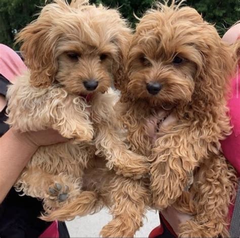 We also have integrated a healthy Goldendoodle bloodline into our program in order to allow families with allergies, to have the furry family member of their dreams. . Puppies for sale philadelphia